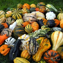 Dynia Maya MIX   250 N